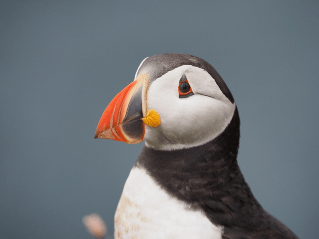 Puffin, Skomer Island, Pembrokeshire, Wales by Sam Davis Wildlife Photographer (2)