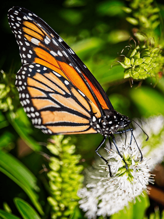 Monarch Butterfly, Wellington, New Zealand by Sam Davis Photographer