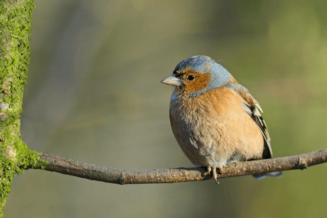 Chaffinch, Lake Vyrnwy, Wales by Sam Davis Photographer