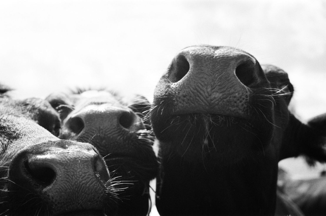 Cow noses by Sam Davis Photographer (1)
