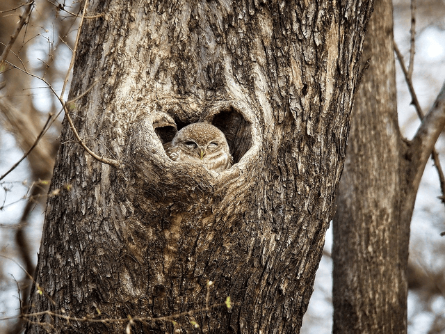 Little Owl in a Tree, Ranthambore National Park, India by Sam Davis Photographer