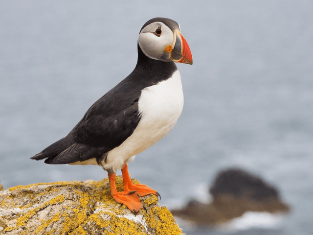 Puffin, Skomer Island, Pembrokeshire, Wales by Sam Davis Wildlife Photographer (4)