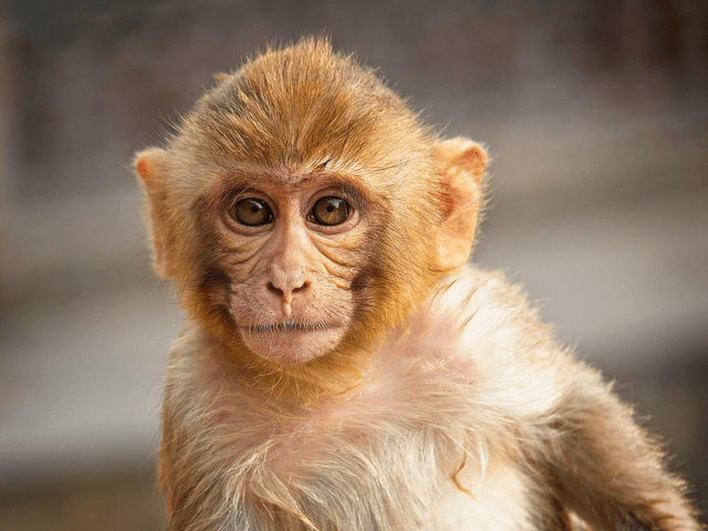Juvenile Red Faced Monkey, Jaipur, India by Sam Davis Photographer
