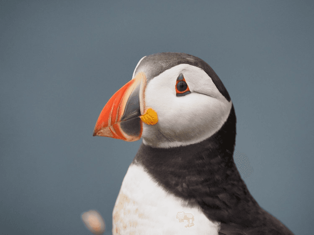 Puffin, Skomer Island, Pembrokeshire, Wales by Sam Davis Wildlife Photographer (2)