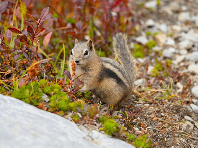 Chipmunk, Glacier National Park, Canada by Sam Davis Photographer 