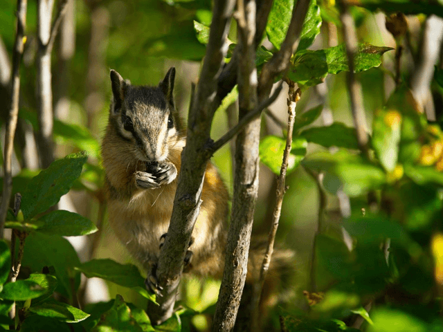 Chipmunk, Mount Revelstoke National Park, Canada by Sam Davis Photographer