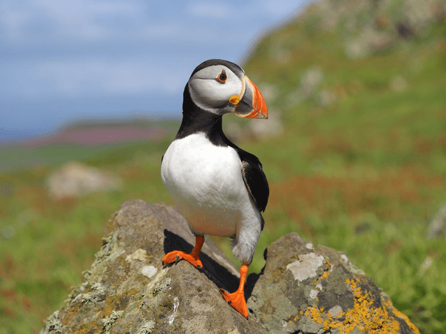 Puffin, Skomer Island, Pembrokeshire, Wales by Sam Davis Wildlife Photographer (7)