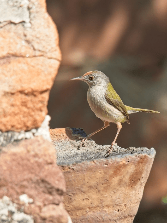 Common Tailorbird, Jodhpur, India  by Sam Davis Photographer