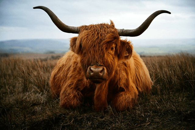 Feeling Horny, Highland Cattle by Sam Davis Photographer