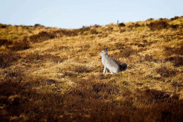 Evening Jaunt, Mountain Hare, Peak District by Sam Davis Photographer
