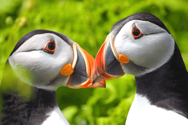 Pair of Puffins, Skomer Island, Pembrokeshire, Wales by Sam Davis Wildlife Photographer (5)