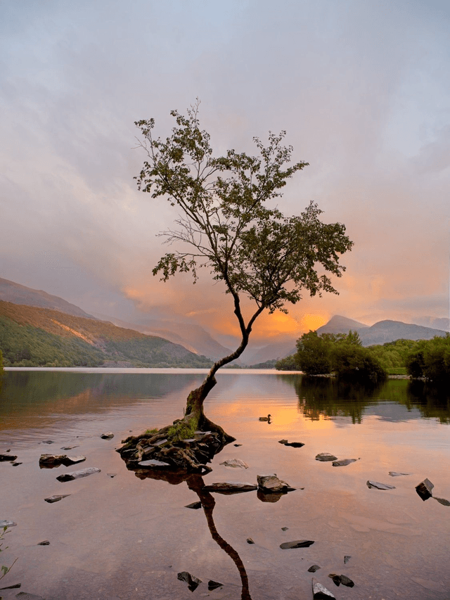 Lonely Tree Sunset, Llanberis, Eryri (Snowdonia), Wales by Sam Davis - Photographic Print 