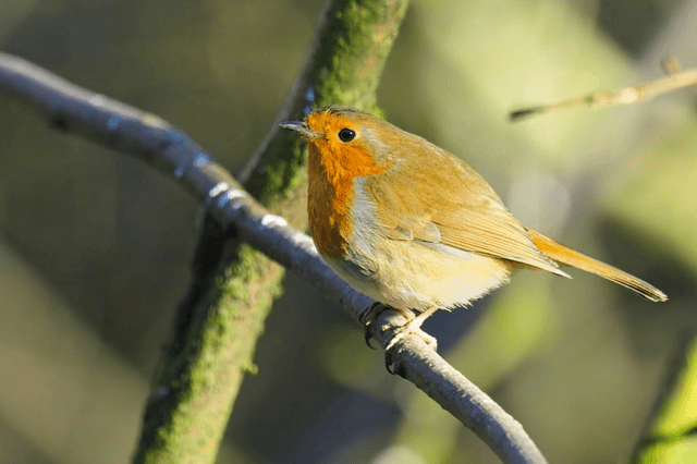 Robin, Lake Vyrnwy, Wales by Sam Davis Photographer