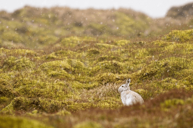 Mountain Hare, Derbyshire, England  by Sam Davis - Photographic Print