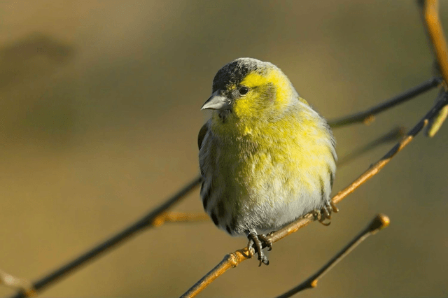 Siskin, Lake Vyrnwy, Wales by Sam Davis Photographer