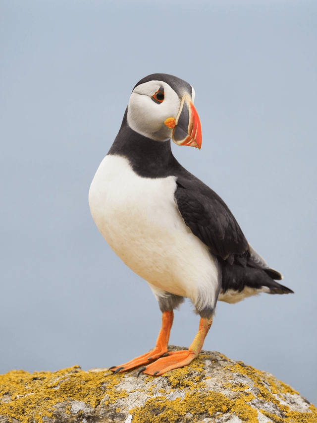 Puffin, Skomer Island, Pembrokeshire, Wales by Sam Davis Wildlife Photographer (3)
