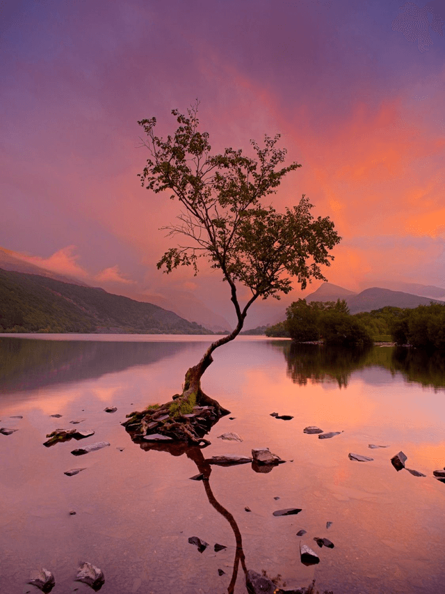 Lonely Tree Sunset, Llanberis, Eryri (Snowdonia), Wales by Sam Davis - Photography Print -2
