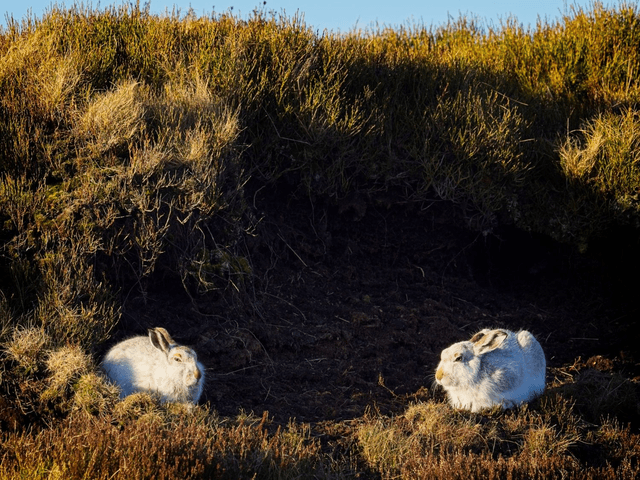 Afternoon Tea, Mountain Hares, Peak District by Sam Davis Photographer 