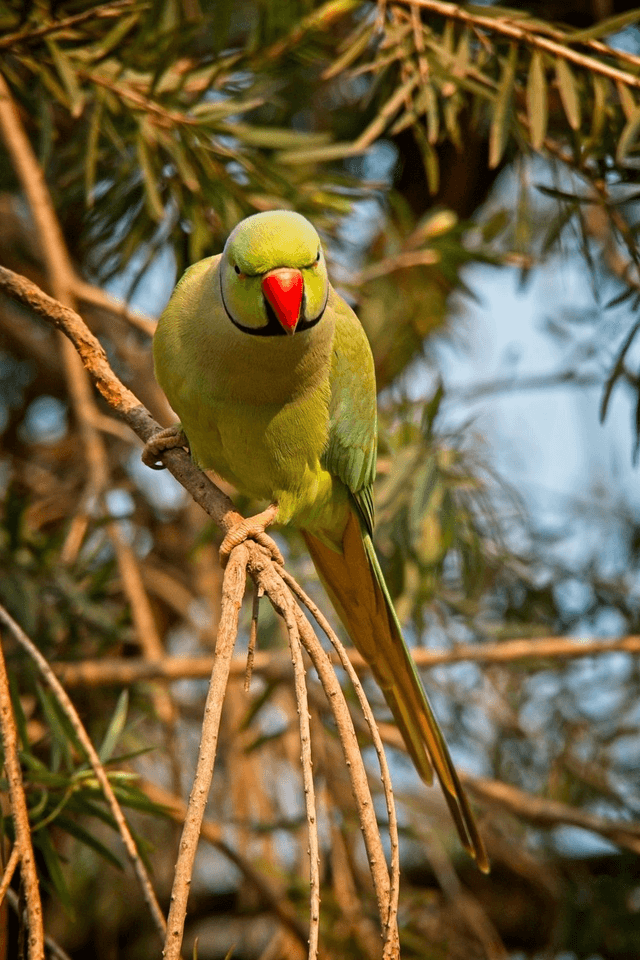 Rose-ringed Parakeet, New Delhi, India by Sam Davis Photographer