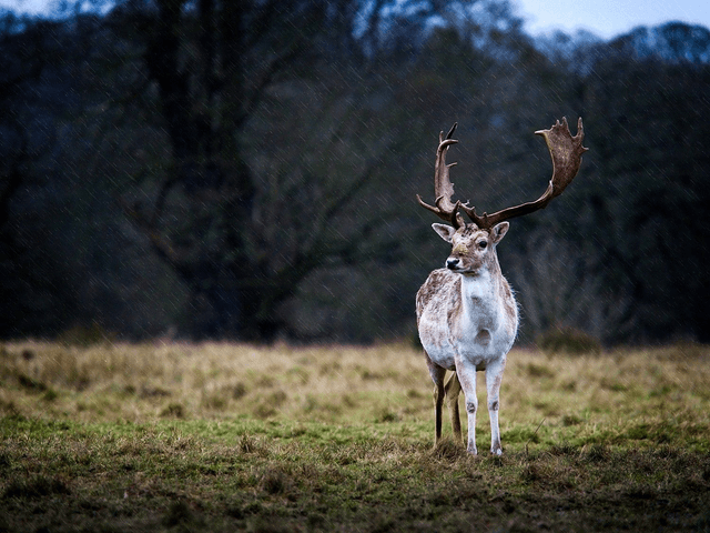 Shropshire Stag, England by Sam Davis - Photographic Print