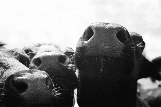 Cow noses by Sam Davis Photographer (1)
