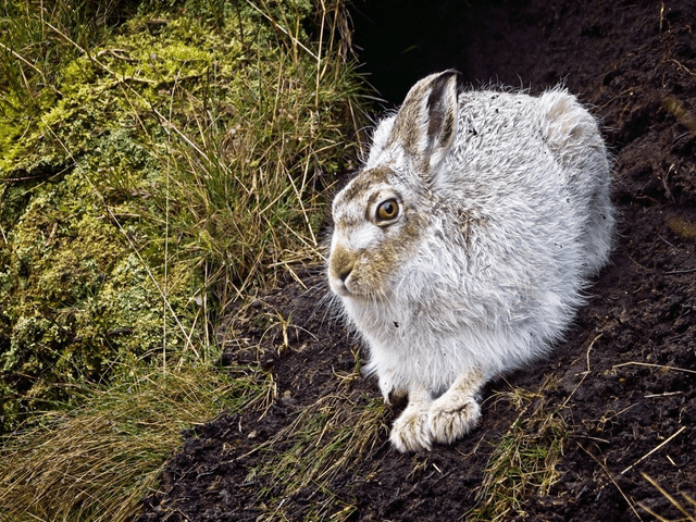 &quot;Can I help you?&quot;, Mountain Hare, Peak District by Sam Davis Photographer 