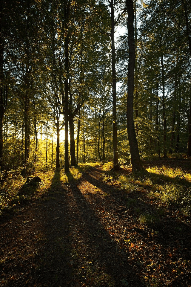 Evening Woodland Sun, Forest of Dean, England  by Sam Davis - Photographic Print