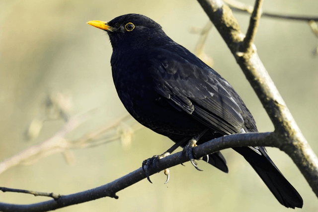 Blackbird, Lake Vyrnwy, Wales by Sam Davis Photographer