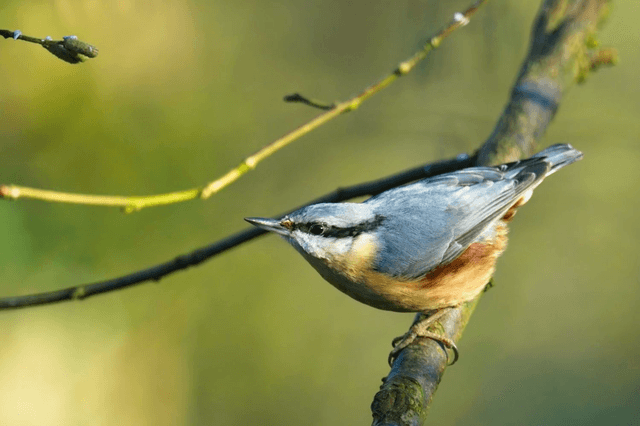 Nuthatch, Lake Vyrnwy, Wales by Sam Davis Photographer
