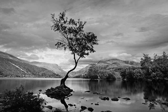 Lonely Tree (Black &amp; White), Llanberis, Eryri (Snowdonia), Wales by Sam Davis - Photographic Print 