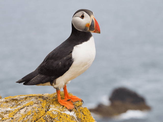 Puffin, Skomer Island, Pembrokeshire, Wales by Sam Davis Wildlife Photographer (4)
