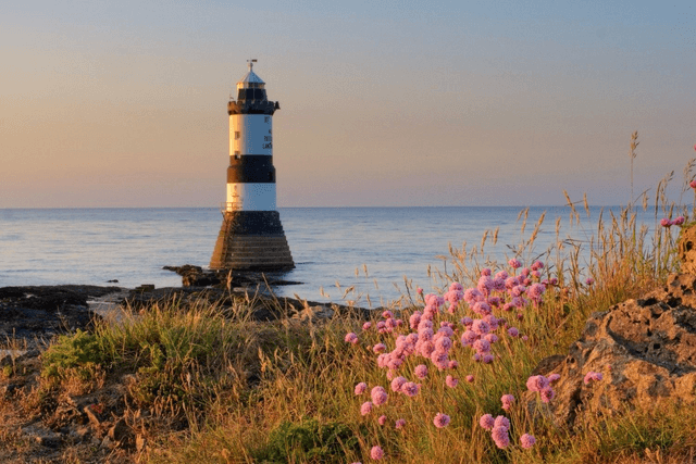 Penmon Flowers, Anglesey, Wales by Sam Davis - Photographic Print