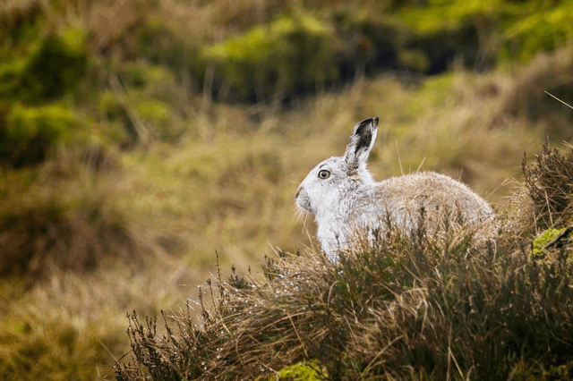 The Watchman, Mountain Hares, Peak District by Sam Davis Photographer 